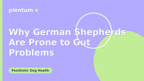 Plentum postbiotic dog supplement — Why German Shepherds Are Prone to Gut Problems