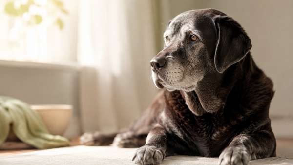 A serene grey-muzzled senior Labrador gazing toward warm window light while resting, representing true longevity supplements for dogs