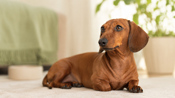 A healthy smooth-coat red Dachshund resting calmly on a cream rug in warm natural light, representing natural allergy relief for dogs