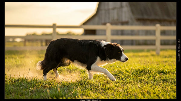 Border collie running through green field with vitality