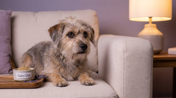 Rescue mix on sofa with calming gut supplement
