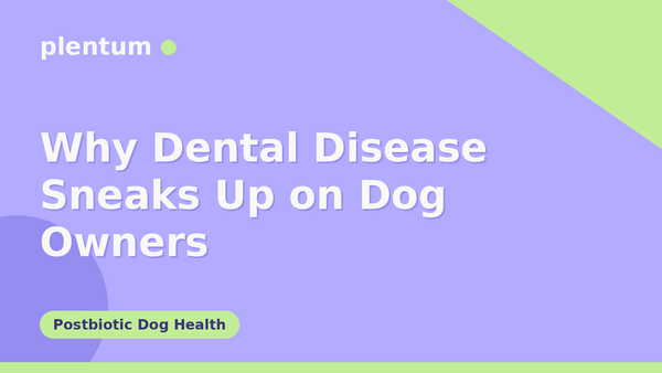 Plentum postbiotic dog supplement — Why Dental Disease Sneaks Up on Dog Owners