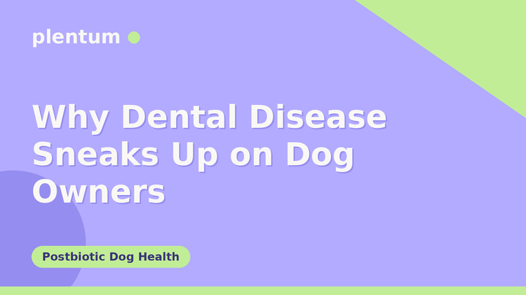 Plentum postbiotic dog supplement — Why Dental Disease Sneaks Up on Dog Owners
