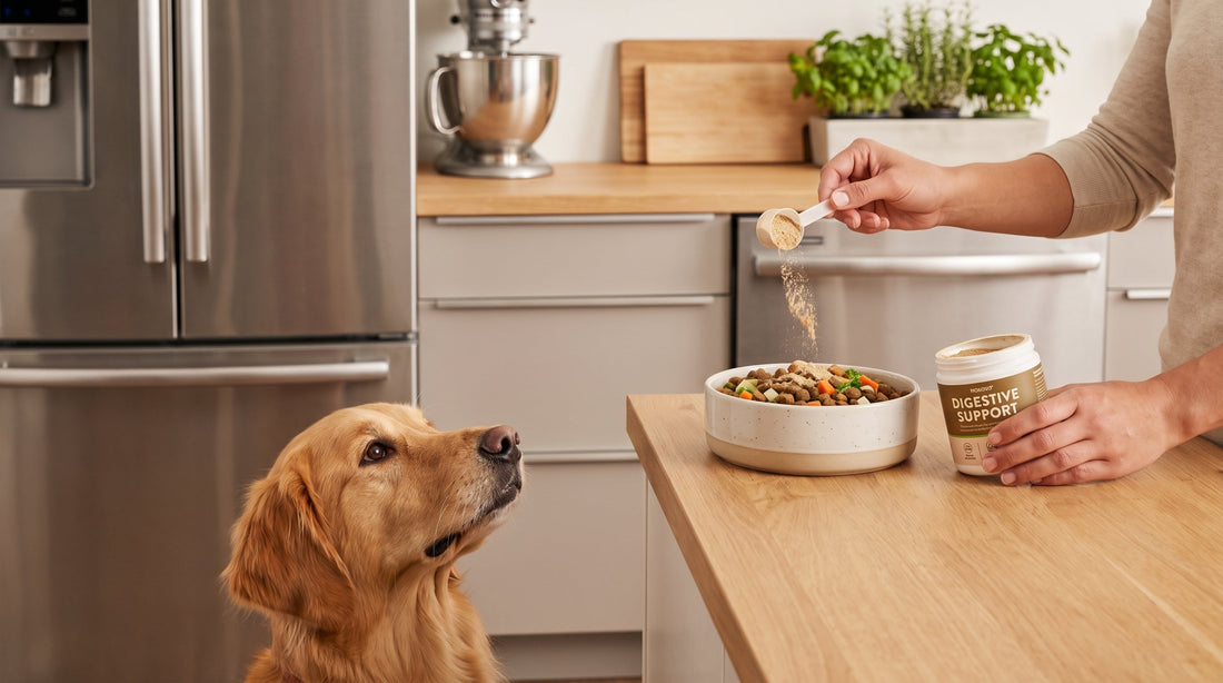 Dog Digestive Health Supplements Explained