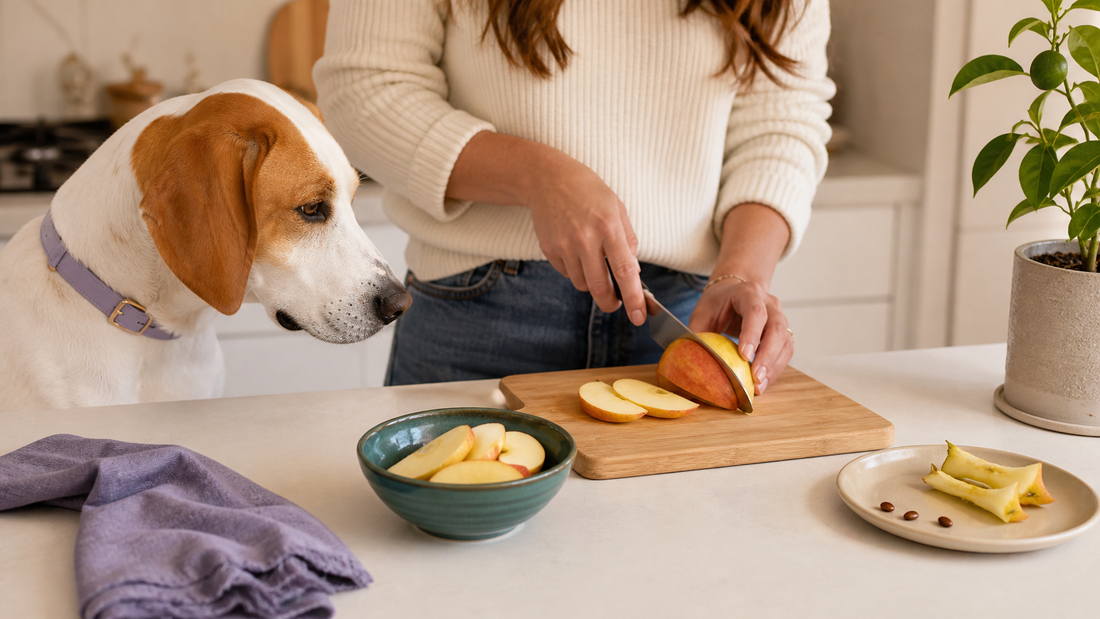 Editorial image for Can Dogs Eat Apples? Seeds, Cores and Safe Preparation Guide