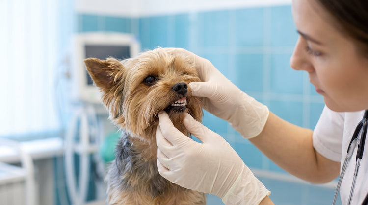 The Oral-Gut Axis in Dogs: Why Your Dog's Dental Health Affects Their Whole Body