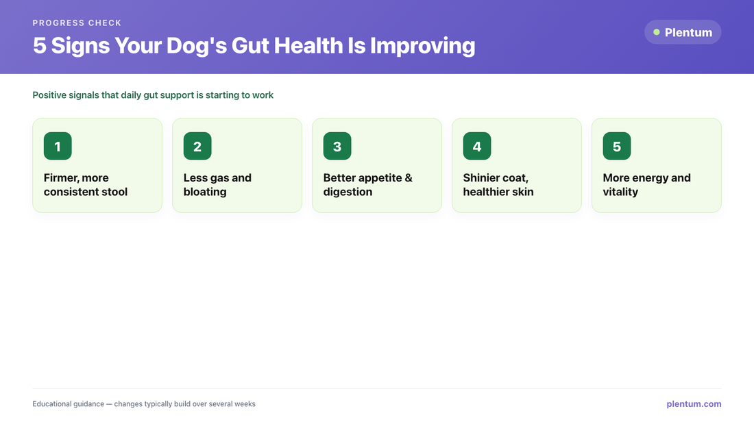 Plentum infographic: 5 signs your dog's gut health is improving — firmer stool, less gas and bloating, better appetite and digestion, shinier coat and healthier skin, and more energy and vitality.