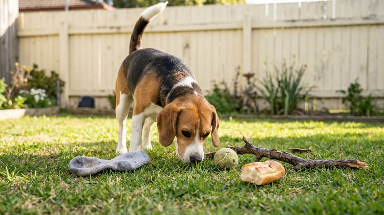 Beagle sniffing ground surrounded by scavenged items