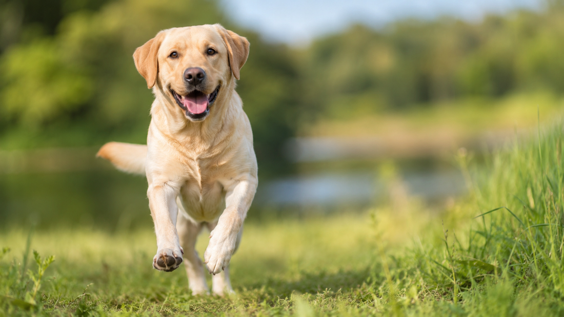Energetic healthy Labrador outdoors representing L-glutamine for dogs gut lining repair and recovery