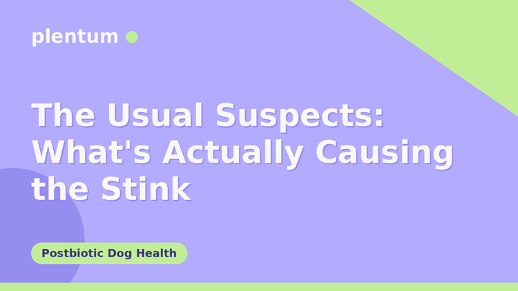 Plentum postbiotic dog supplement — The Usual Suspects: What's Actually Causing the Stink