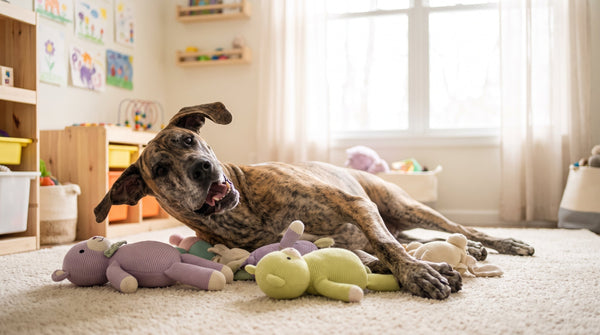 Blueberries for Dogs: Antioxidant Power or Just Sweet Hype?