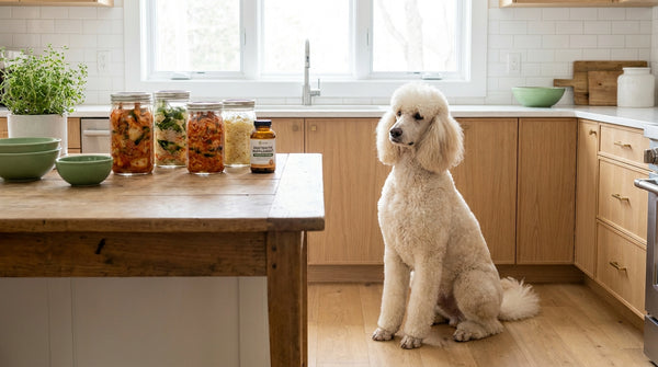 Standard poodle beside fermented foods and postbiotic