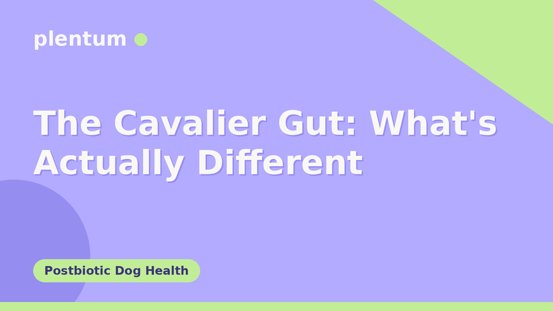 Plentum postbiotic dog supplement — The Cavalier Gut: What's Actually Different