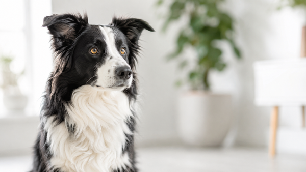 Healthy attentive border collie in clean natural light representing the science behind postbiotics for dogs