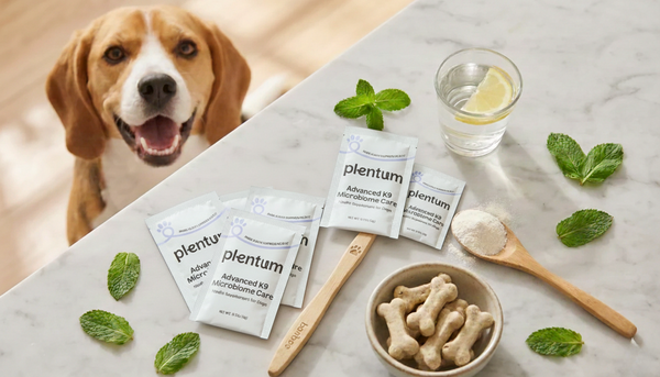 Canine Oral Health: Breaking Down Periodontal Disease [2026 Prevention Guide] — expert pet health and care guide