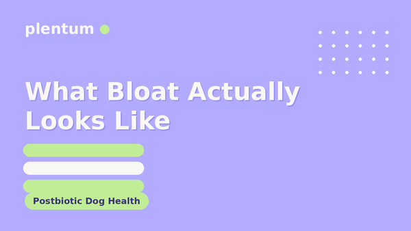 Plentum postbiotic dog supplement — What Bloat Actually Looks Like