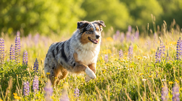 Postbiotics for Dogs: The Complete Gut Health Guide
