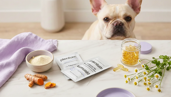 Fresh Breath for Dogs: What Works, What Doesn’t, and What’s Worth Trying — expert pet health and care guide