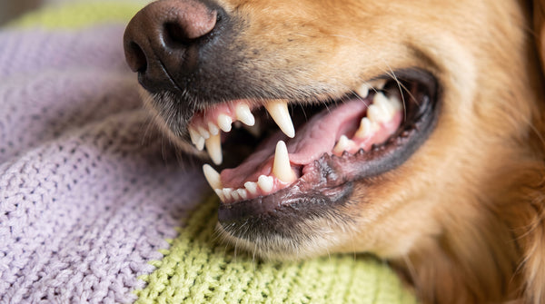 Healthy Weight Routine for Dogs: A Daily Checklist