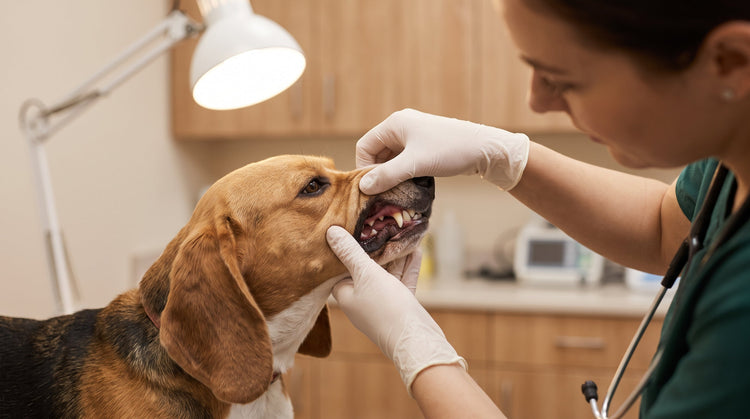 The Real Culprit Isn't Plaque. It's the Immune Response.