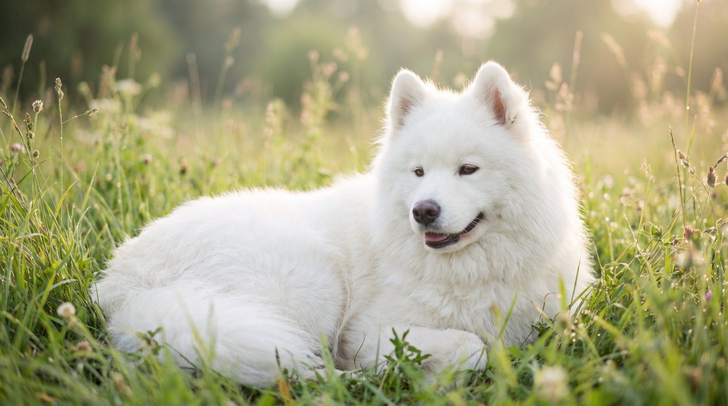 Why Your Dog's Gut Deserves More Credit