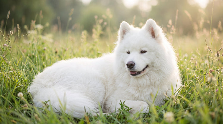 Why Your Dog's Gut Deserves More Credit