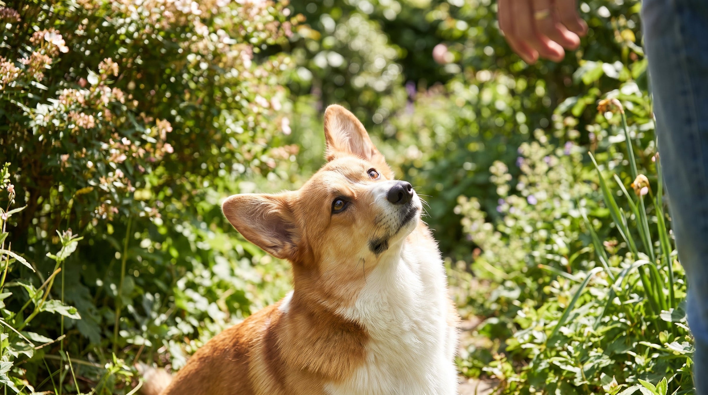 How to Read the Signs of Gut Imbalance in Your Dog