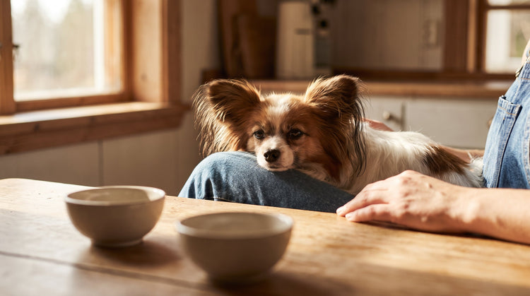 Probiotic vs Prebiotic for Dogs: What's the Difference and Why It Matters