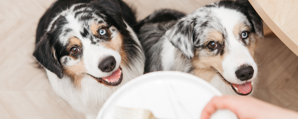 dog supplements for homemade food