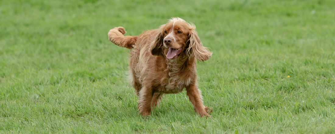 The Hidden Meaning Behind Your Dog's Tail Wags