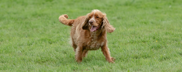 The Hidden Meaning Behind Your Dog's Tail Wags