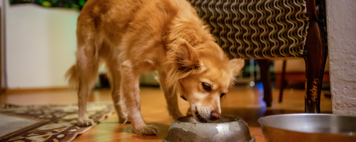 Probiotics for Dogs: Can They Improve Digestion and Reduce Inflammation?