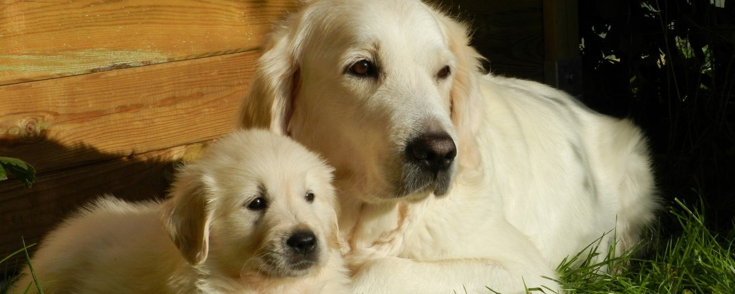 From Puppies to Seniors: How Dog Supplement Needs Change with Age