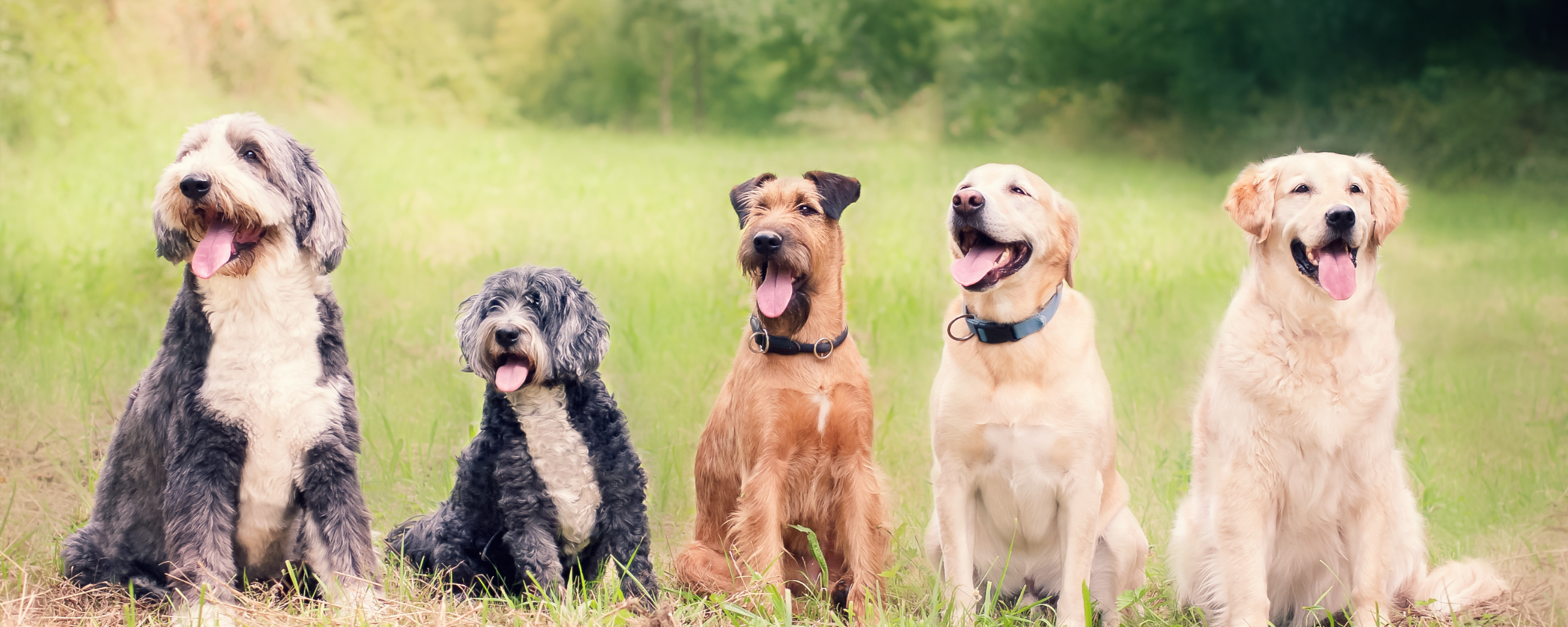 The Link Between Dog Supplements and Longevity: What Current Research Shows