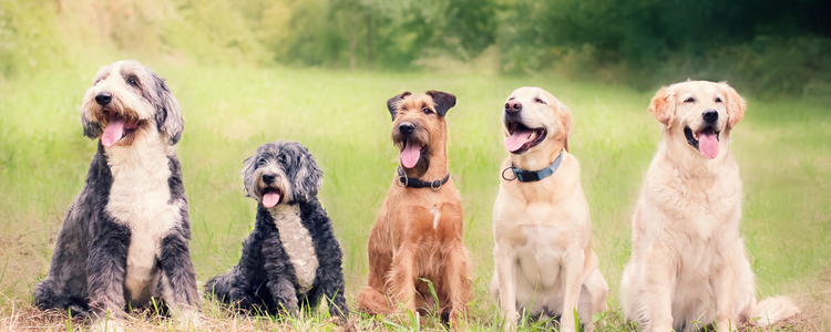 The Link Between Dog Supplements and Longevity: What Current Research Shows