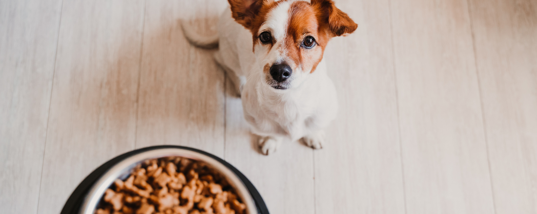 Puppy Sensitive Stomach? Build a Gut‑Friendly Daily Routine
