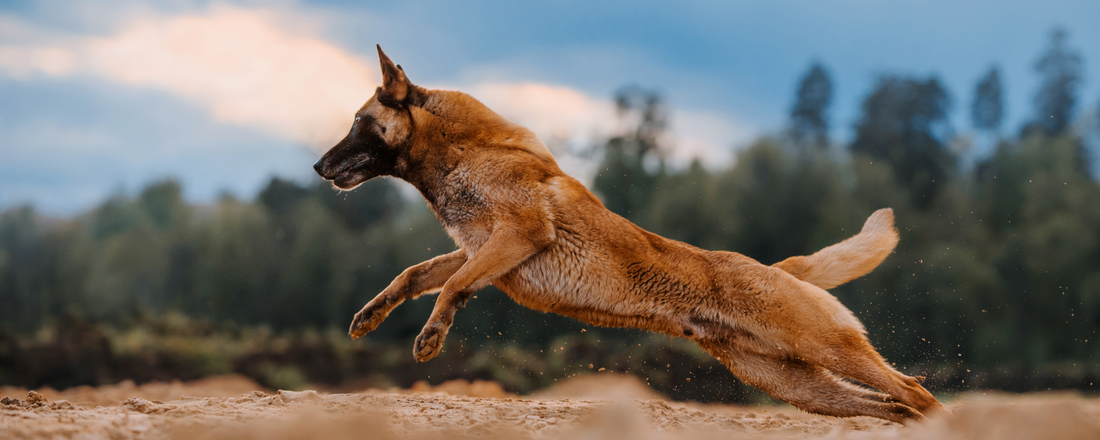 Joint & Bone Health in Dogs: Do Glucosamine and Chondroitin Really Work?