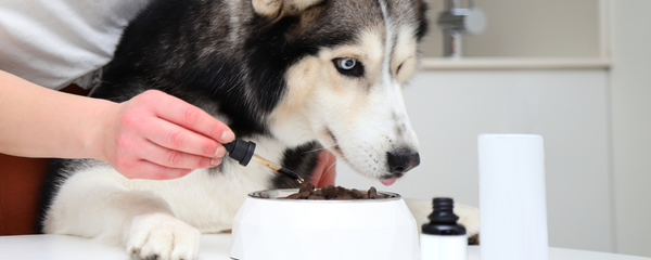 The Rise of Natural Dog Supplements: Herbal Remedies Backed by Veterinary Research