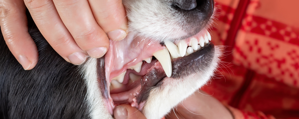 Canine Oral Microbiome & Halitosis: How Postbiotics Disrupt Plaque