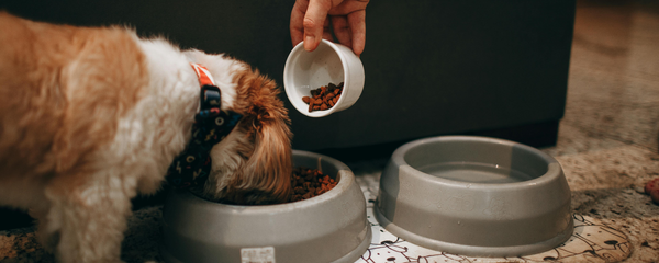 Rotational Feeding & the Microbiome: A 2025 Guide to Doing It Safely
