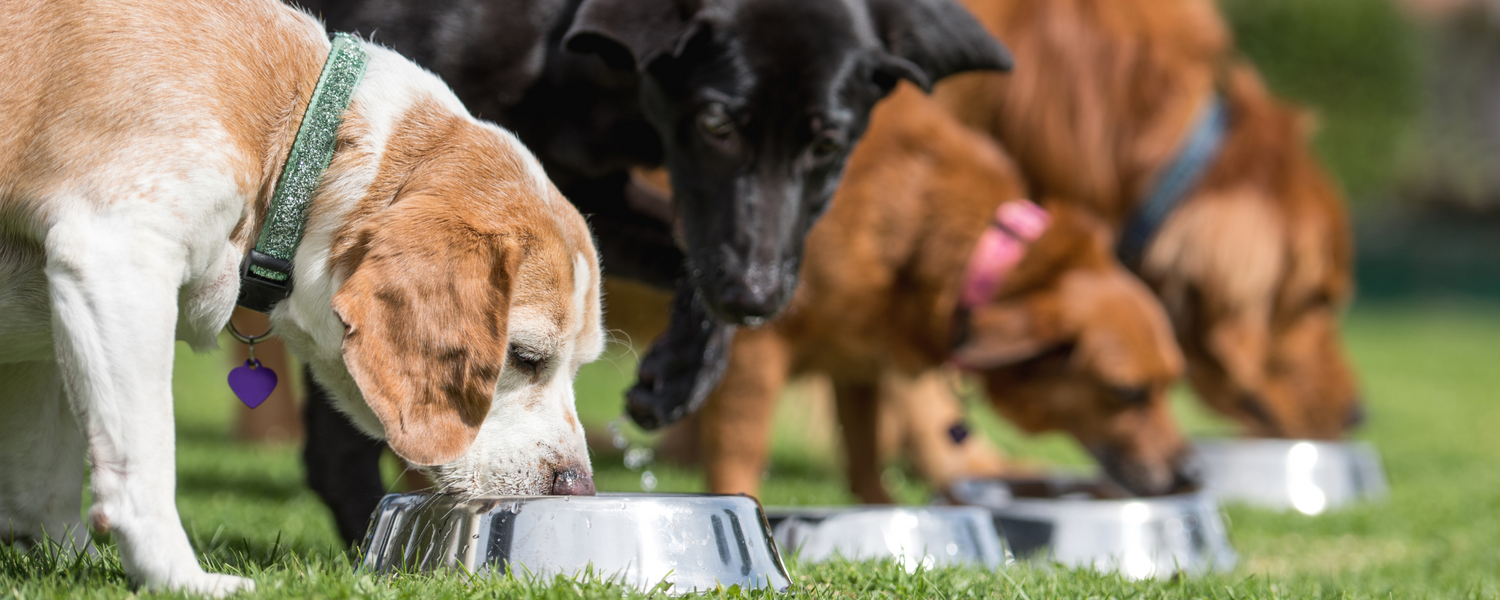 Supplements vs. Diet: What Does Your Dog Actually Need for Balanced Nutrition?