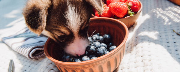 Blueberries for Dogs