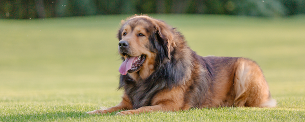 Calming Supplement for Dogs