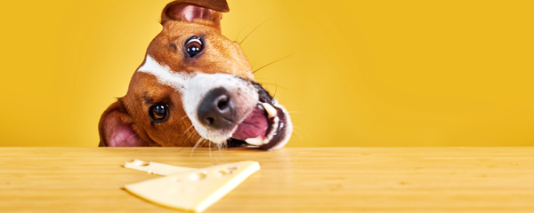 Can Dogs Eat Cheese
