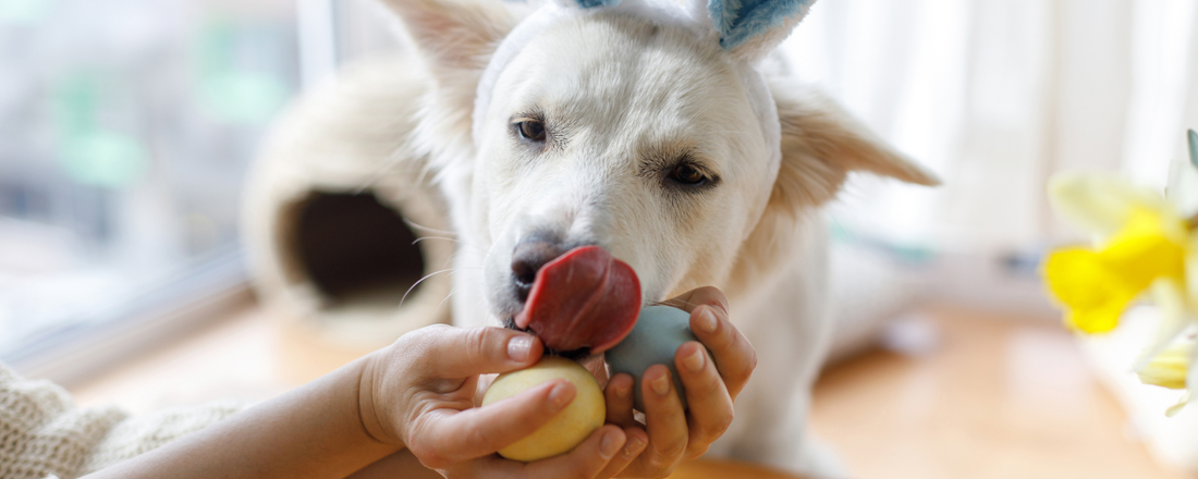Can Dogs Eat Eggs