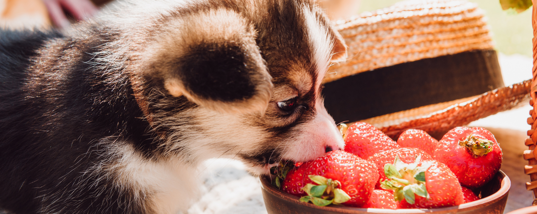 Can Dogs Eat Strawberries
