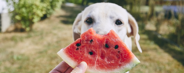 Can Dogs Eat Watermelon