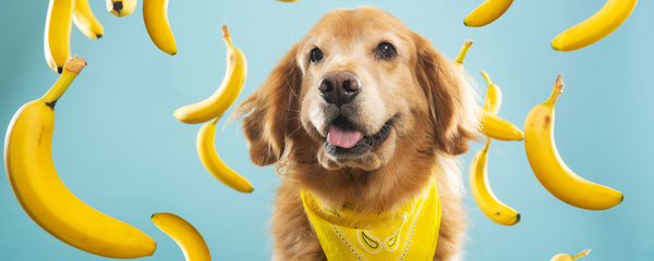 Can Dogs Have Bananas
