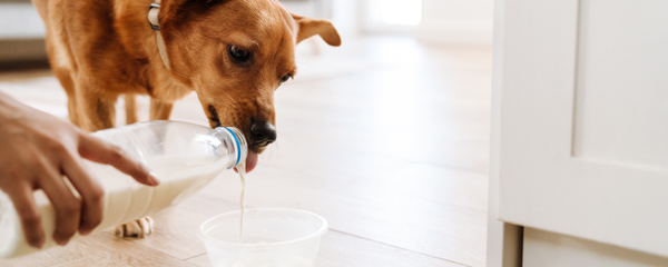 Can Dogs Have Milk