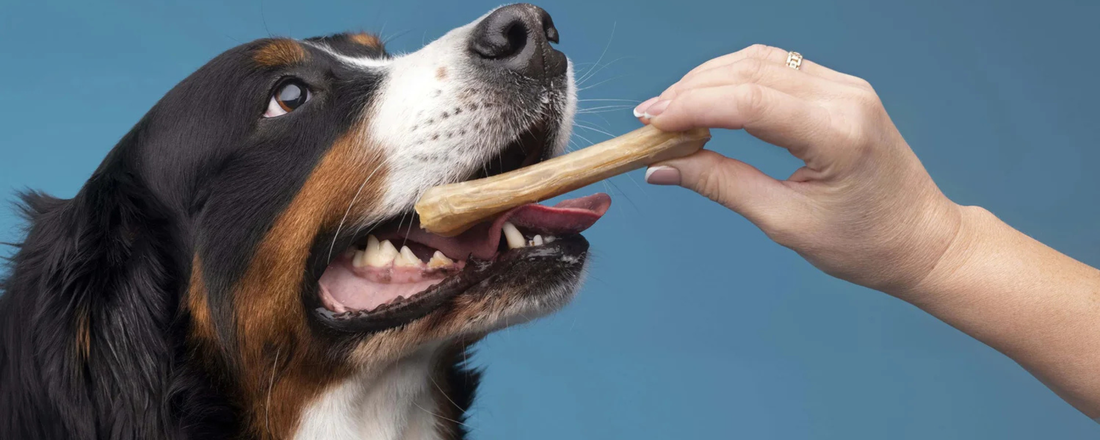 Canine Oral Health
